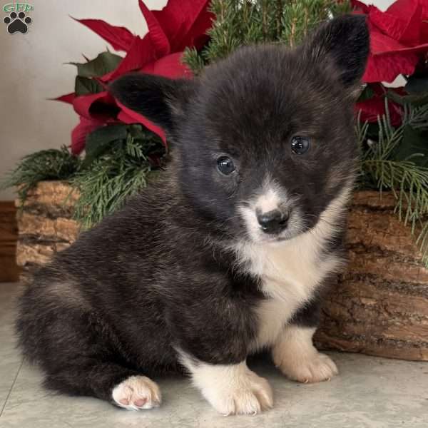 Chris, Pembroke Welsh Corgi Puppy